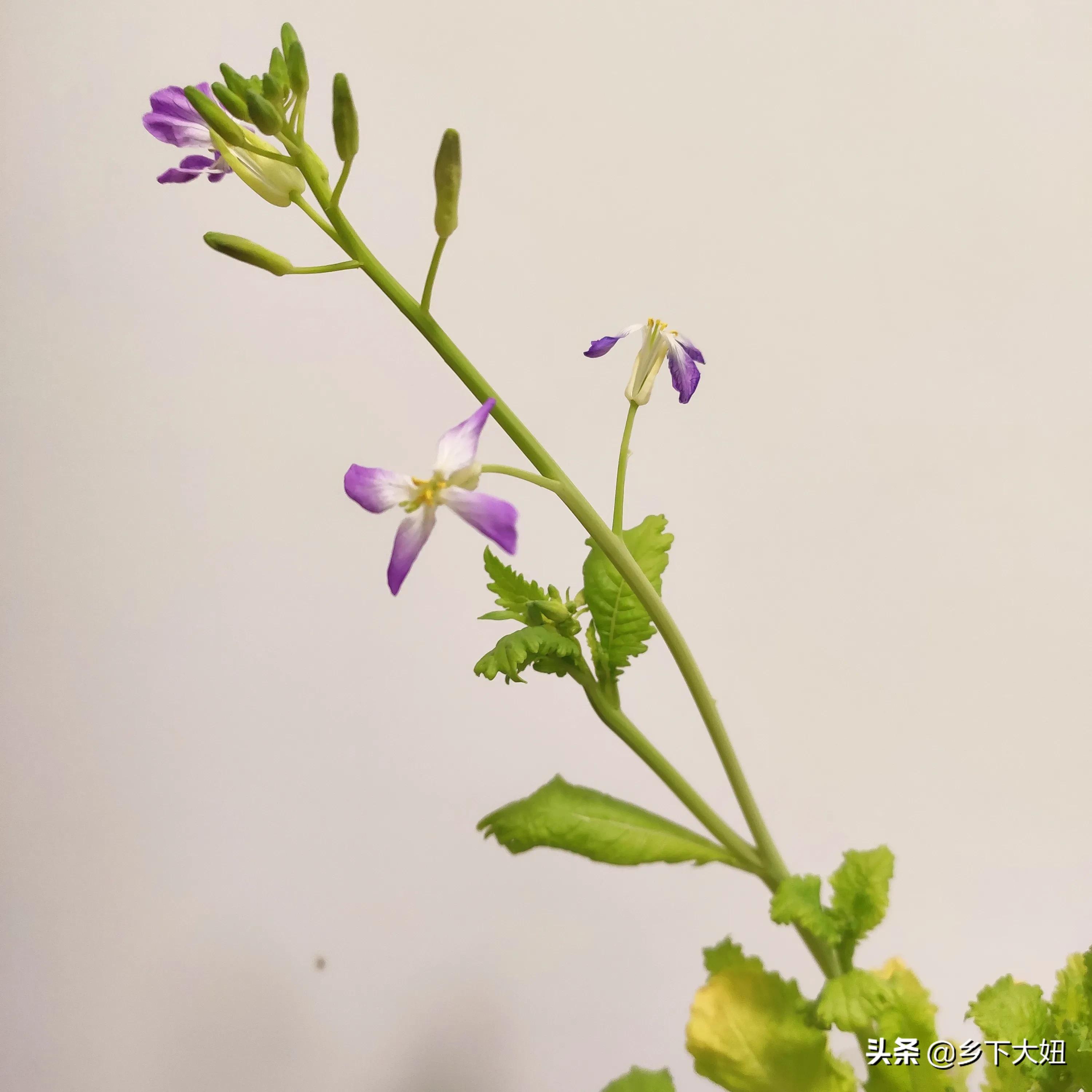 花开富贵好运来心想事成发大财,花开富贵财运亨通时来运转