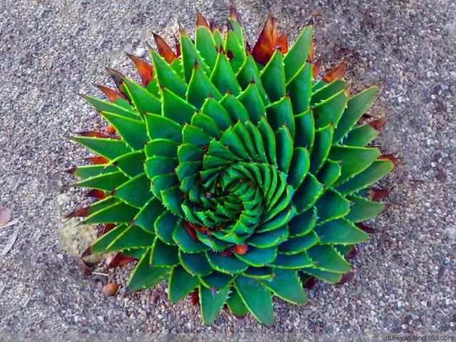 世界上最昂贵的花一朵价值1500万,世界上最高贵的花典雅图文