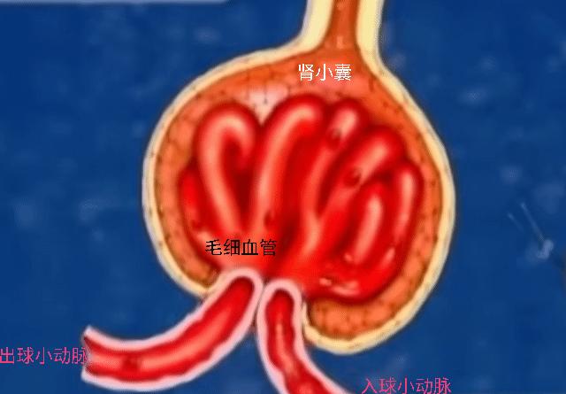 肾脏轻度萎缩的尿毒症治愈的案例,尿毒症脑病一般多长时间能治愈