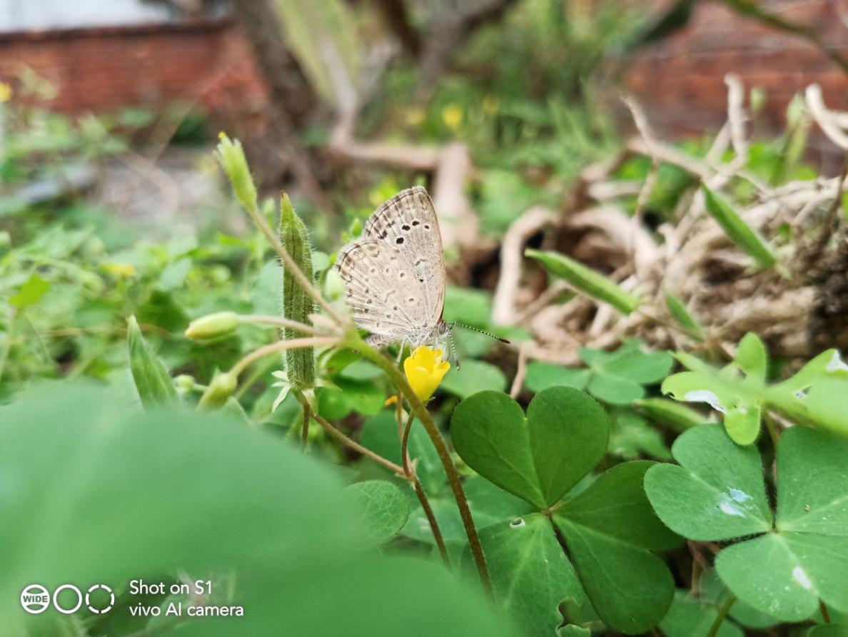 vivos1怎么可以达到最好性能,畅享z上手体验