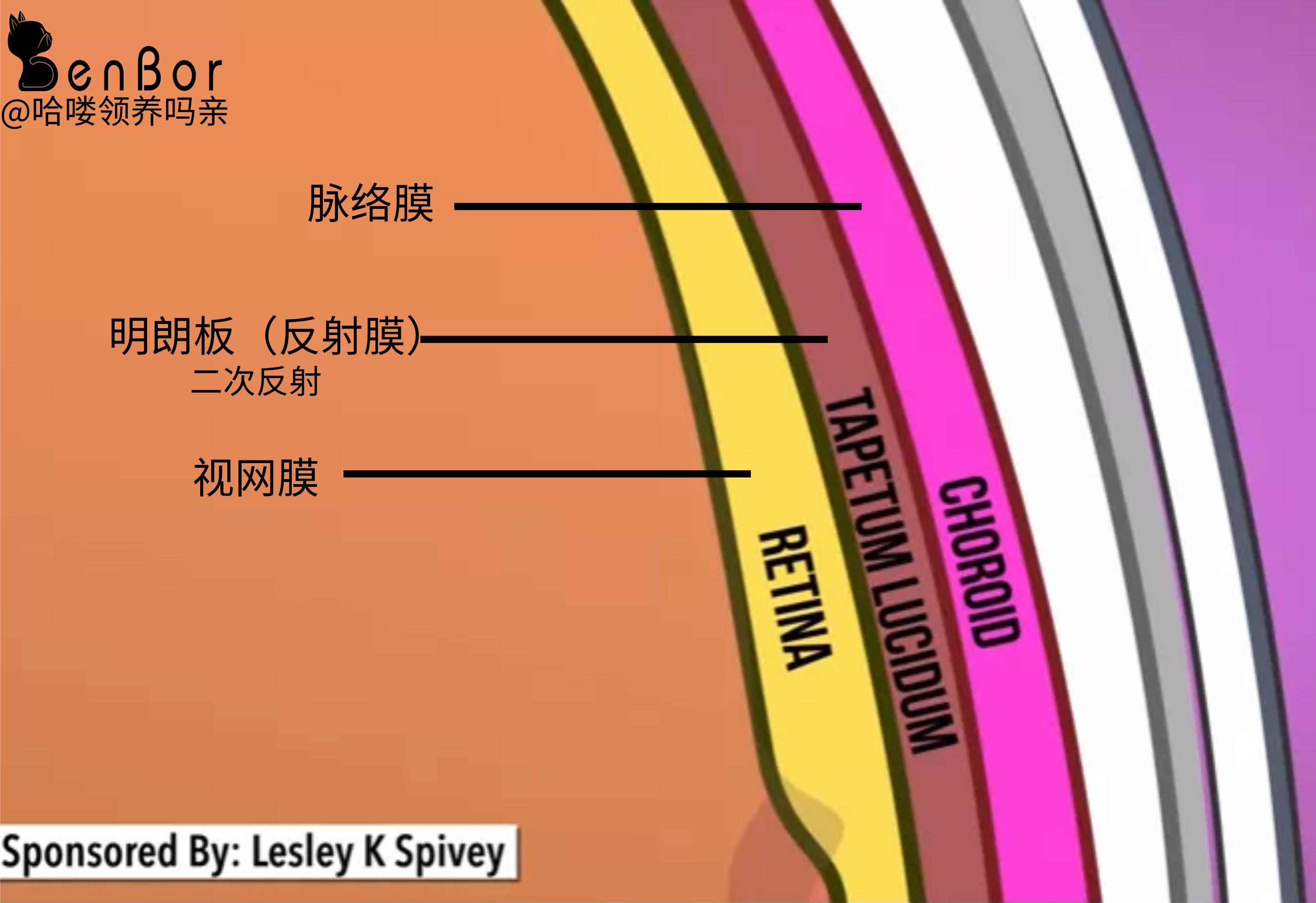 小猫咪能看懂别的猫咪照片吗,小猫咪在猫咪的眼里是什么样的
