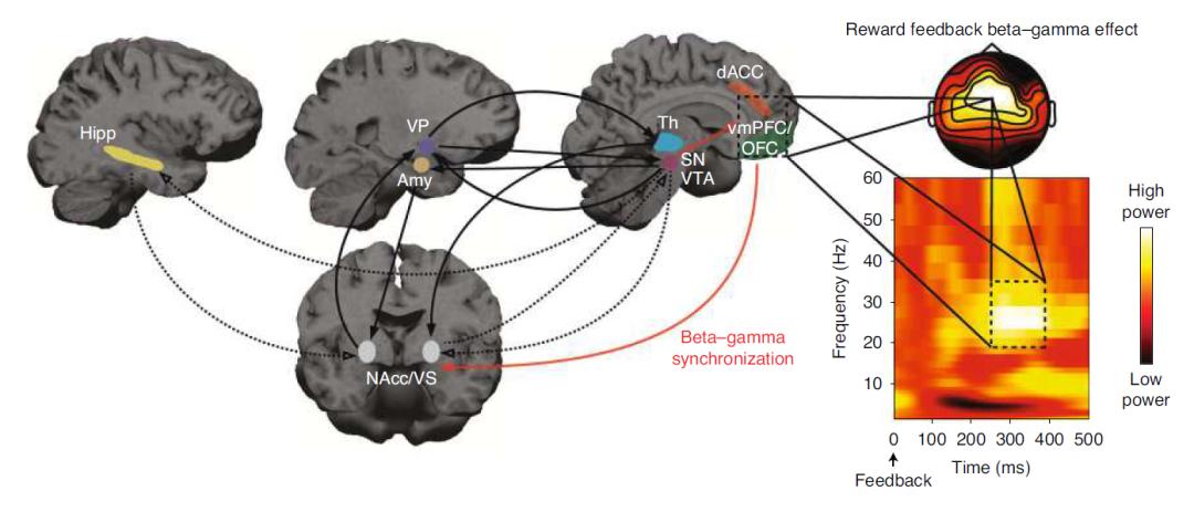 脑科学日报新突破,脑科学日报图