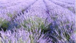 精致实用的家居好物推荐视频,精致实用家居好物推荐