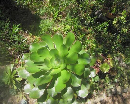 多肉法师韶羞现在能摘心吗,多肉法师欧紫跟韶羞的对比图