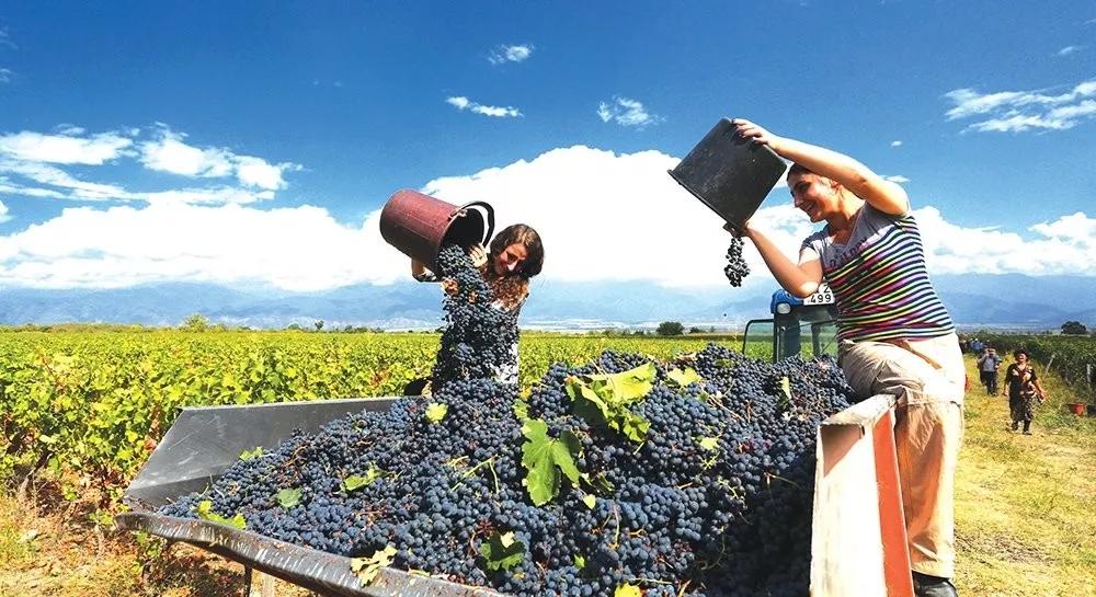格鲁吉亚什么红酒最好,格鲁吉亚红酒怎么来的