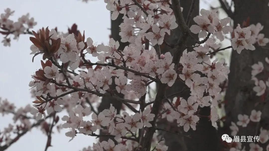 眉县花开的地方,眉县槐芽镇踏青赏花