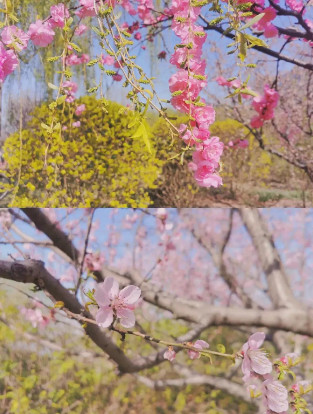 一个不出郑州的踏青好去处,天津春游公园推荐