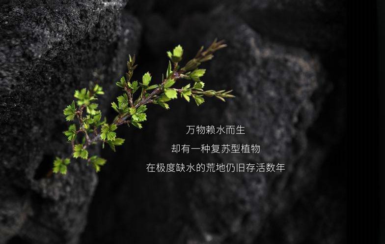 娇兰最经典的是哪一款,2020年面霜排行榜10强