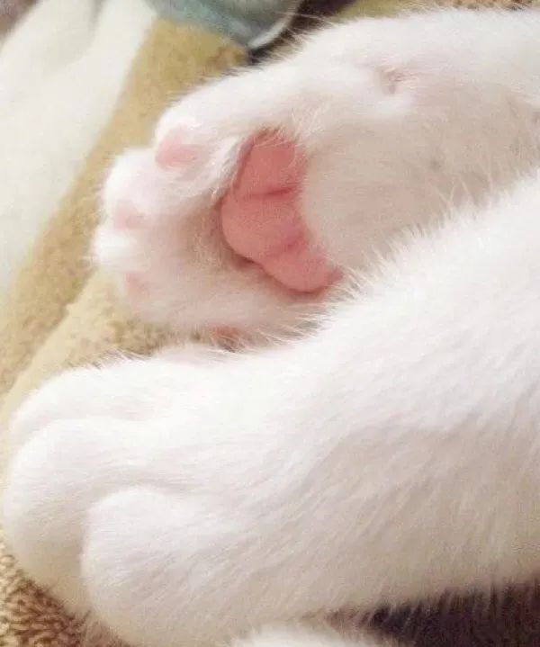 猫咪爪子剪裂开了怎么办,猫咪爪子指甲中间开裂
