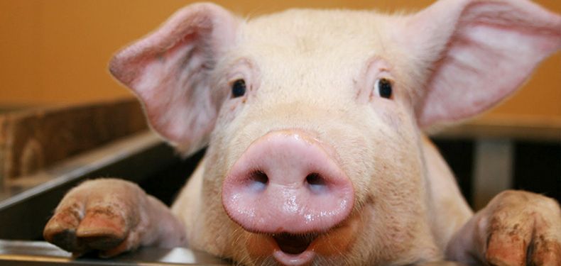 加拿大拿到中国20万吨订单,加拿大20万吨货物进入中国了吗