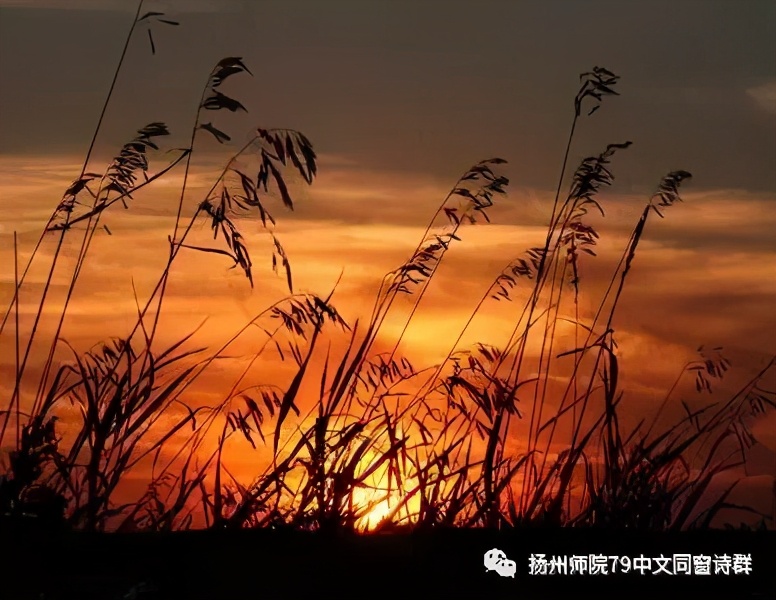 【老师去了，我每年来摩挲老师家的杨柳】