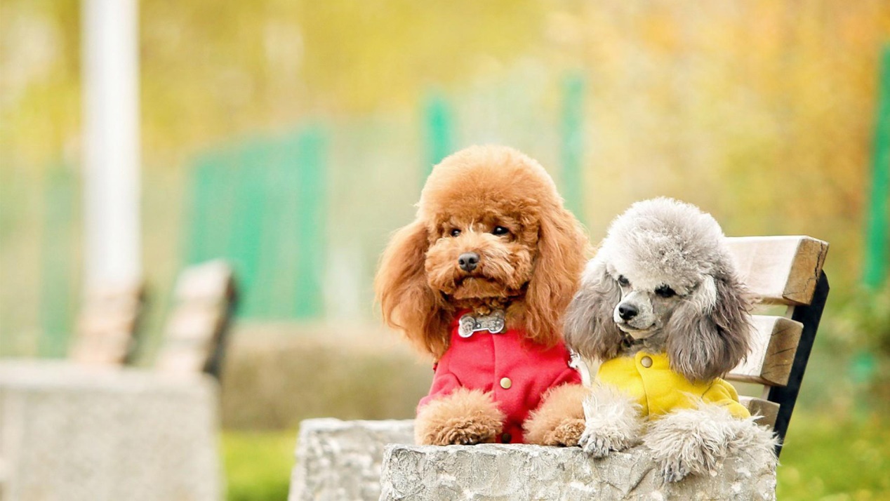 泰迪的十大冷知识,泰迪到底能聪明到什么程度