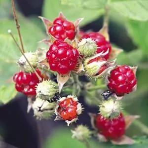 西双版纳奇葩食物,西双版纳有种水果就像桂圆一样