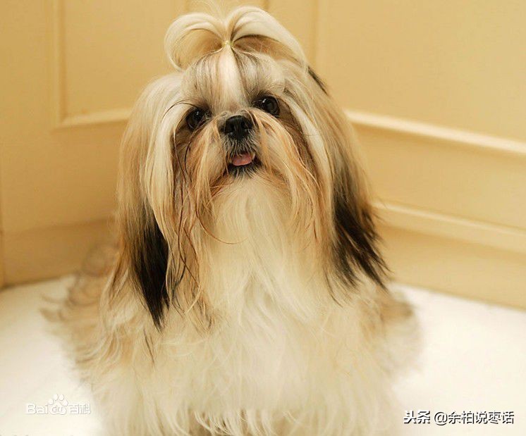 这才是真正的中华田园大黄犬,真正的中华田园犬是大黄狗吗