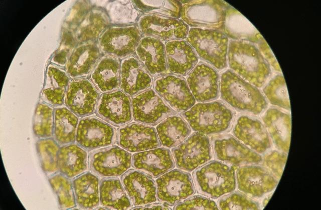 吃毒菇、睡蛇窝，只为挖一堆草，这个重庆博士要做当代神农
