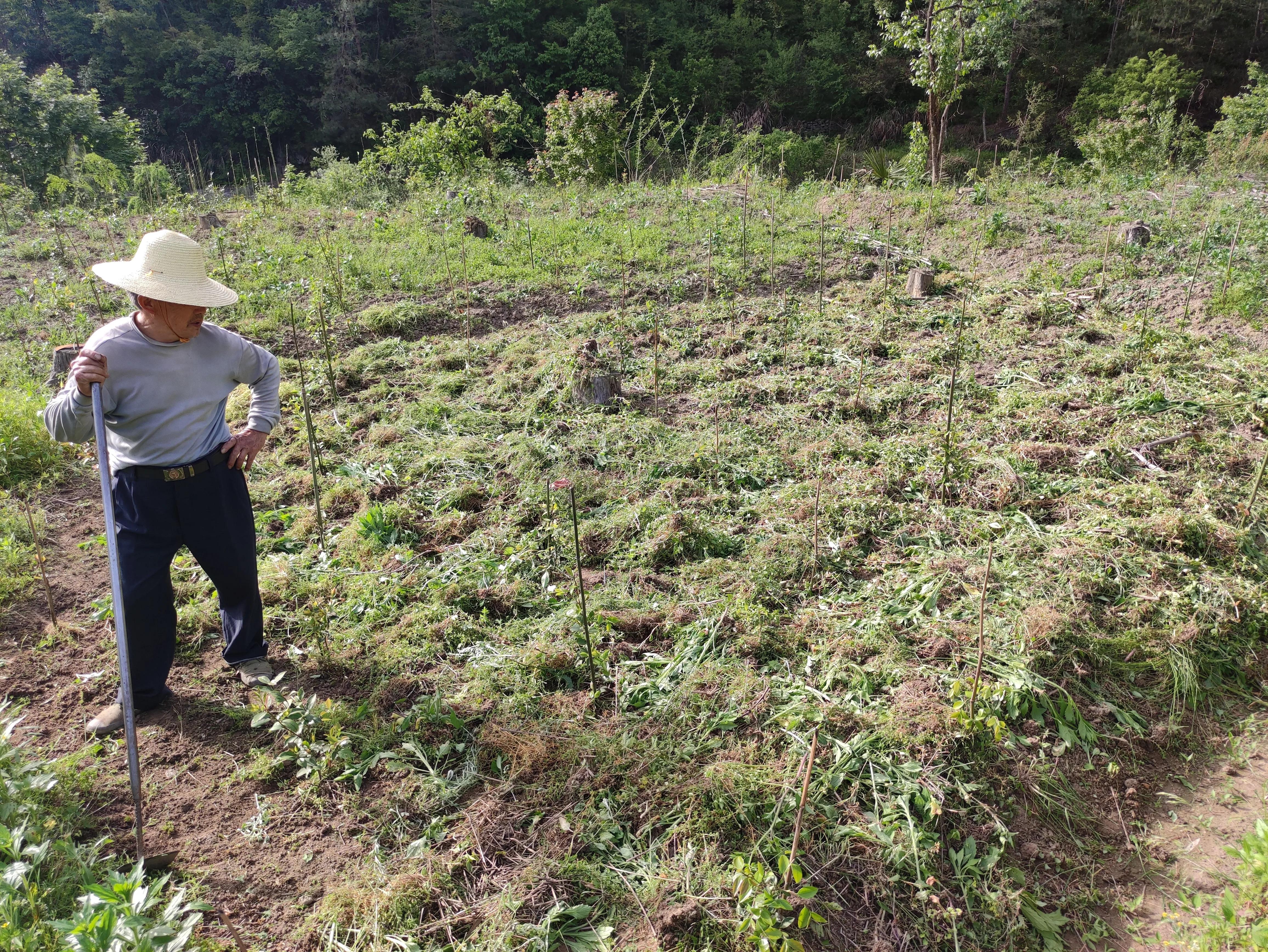 500多根毛竹只卖了1500块钱，看完你就知道农村最缺什么了