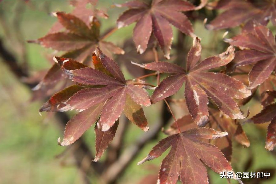 苗木移植后，叶片干枯、变黄、脱落的可能原因及相应的解决方法