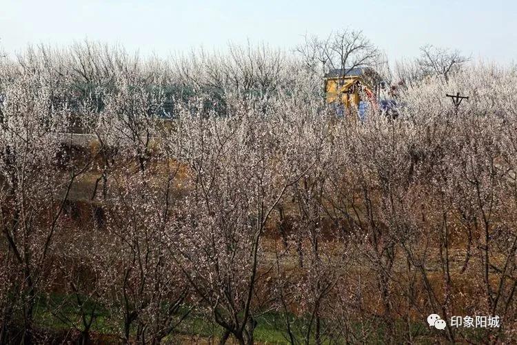 晋城哪里可以春游,晋城附近春游景点