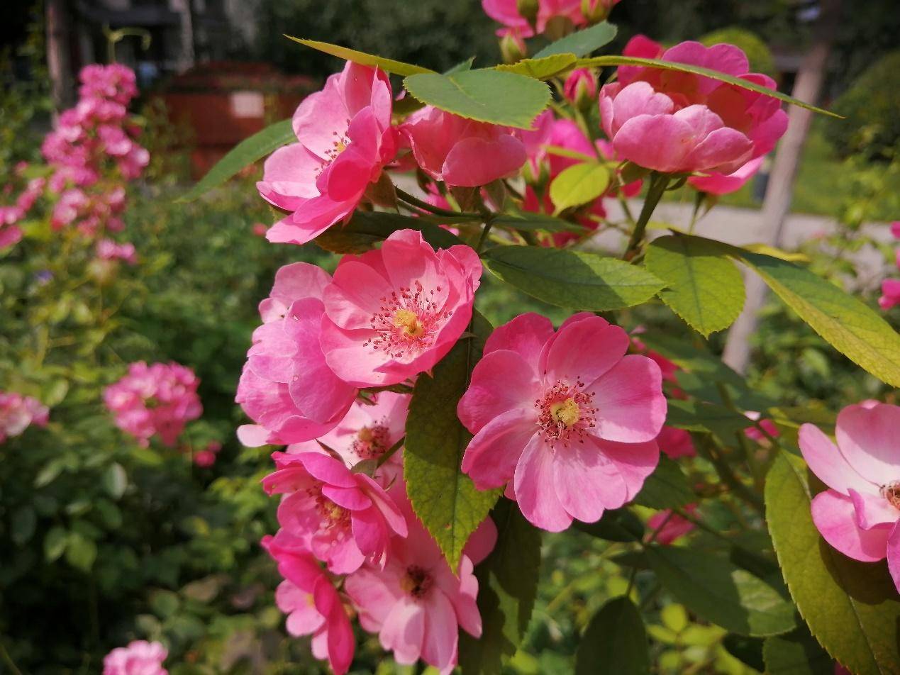 麦芒8拍照,广角三摄麦芒8
