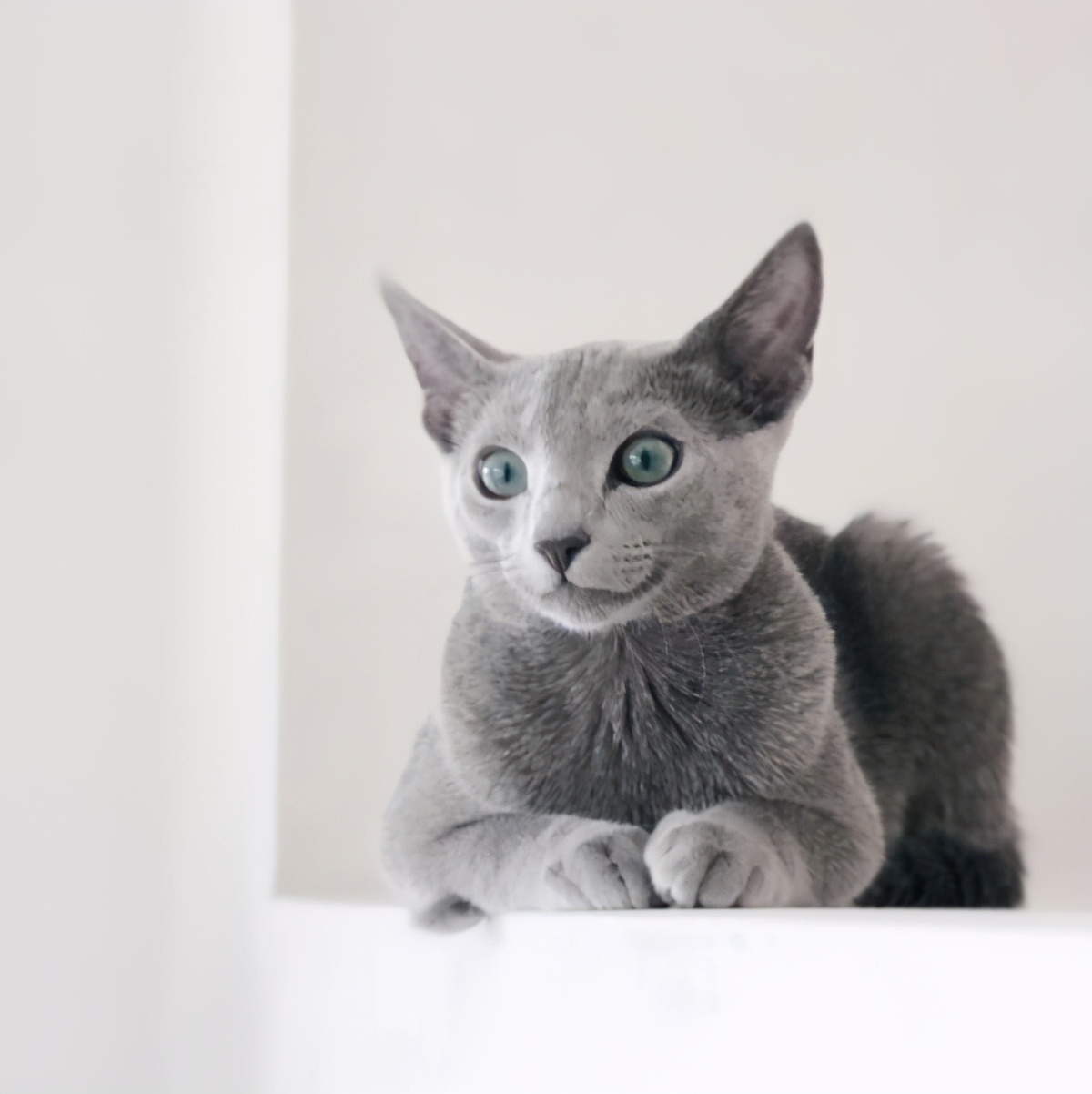 猫界中最通人性的几种猫你养了吗,蓝猫和蓝白猫的脾气温顺些