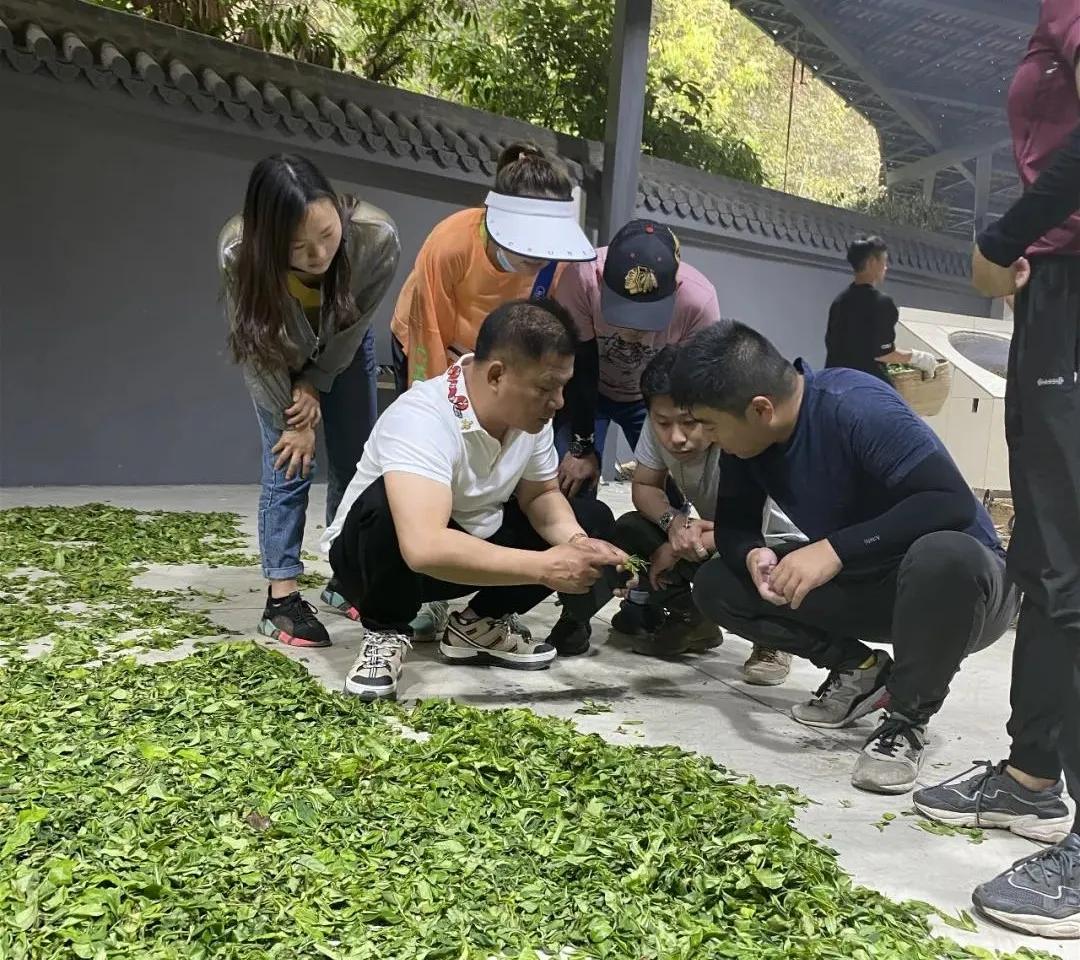 杀青后的茶叶多久开始揉捻,茶叶杀青什么程度熟茶最好