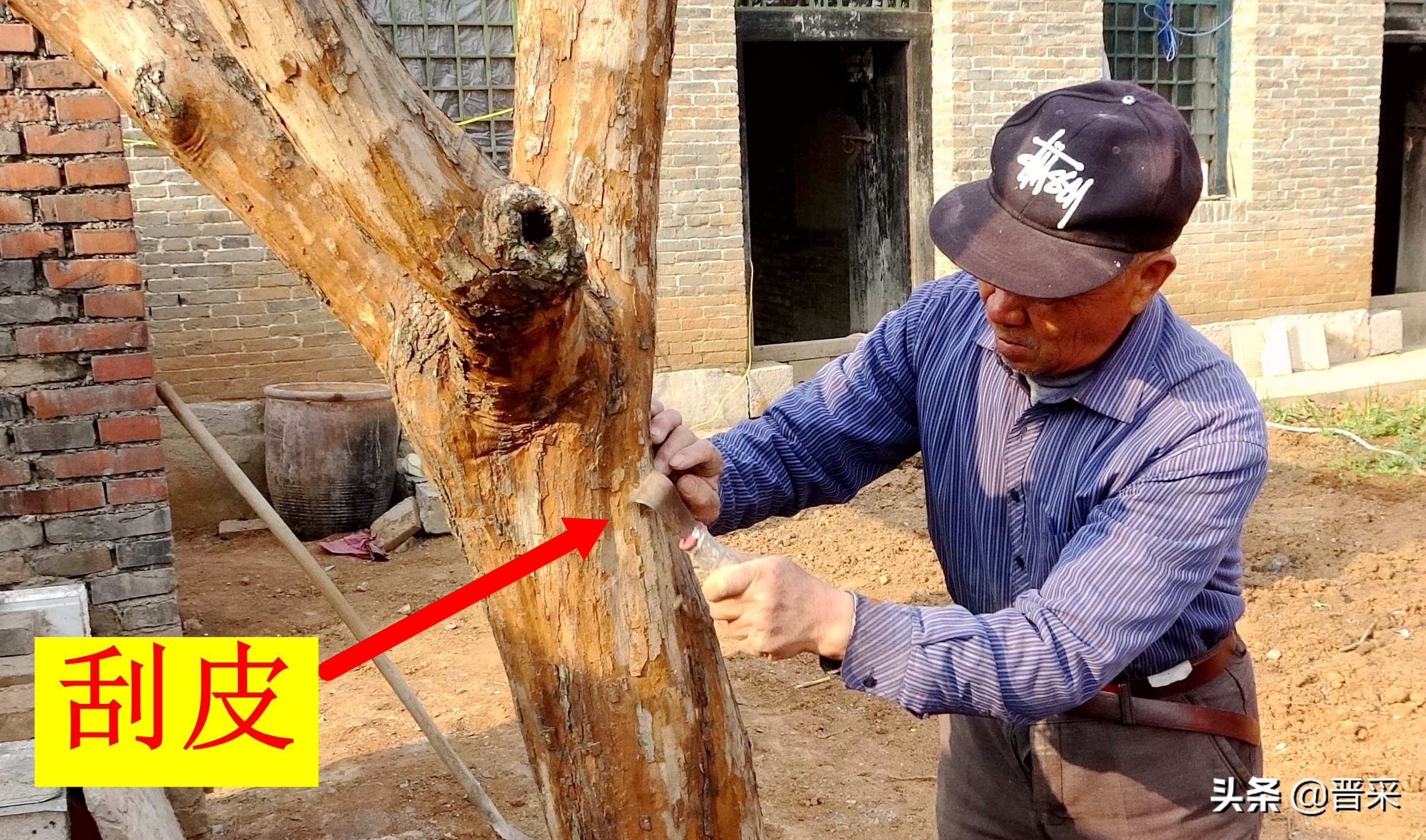 给红果树刮脸“刮皮”是消灭病虫害的有效措施
