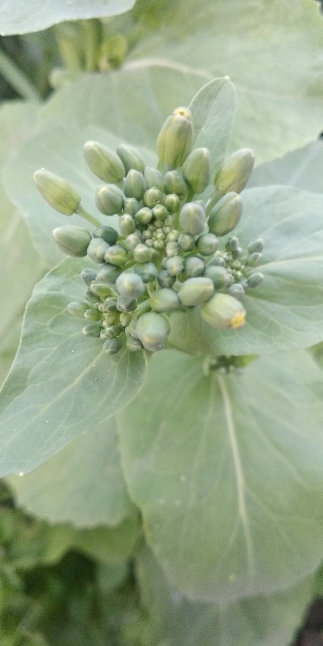 园子里的菜都有什么,园子里的菜