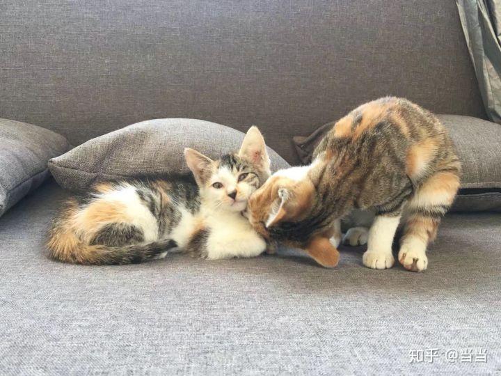 怎样写一份完美的养猫手册,新手养猫手册怎么写