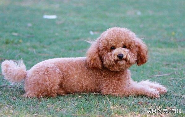 泰迪消化不良,泰迪消化不良的原因