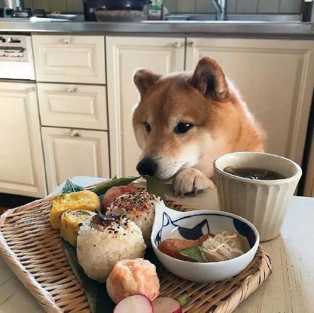 这6种狗狗很记仇别招惹它们,五种有味道的狗狗你家的上榜了吗