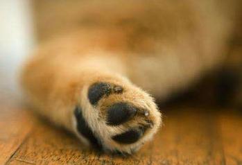 狗狗趾间炎可以用绷带缠上吗,狗狗趾间炎皮肤溃烂怎么治疗