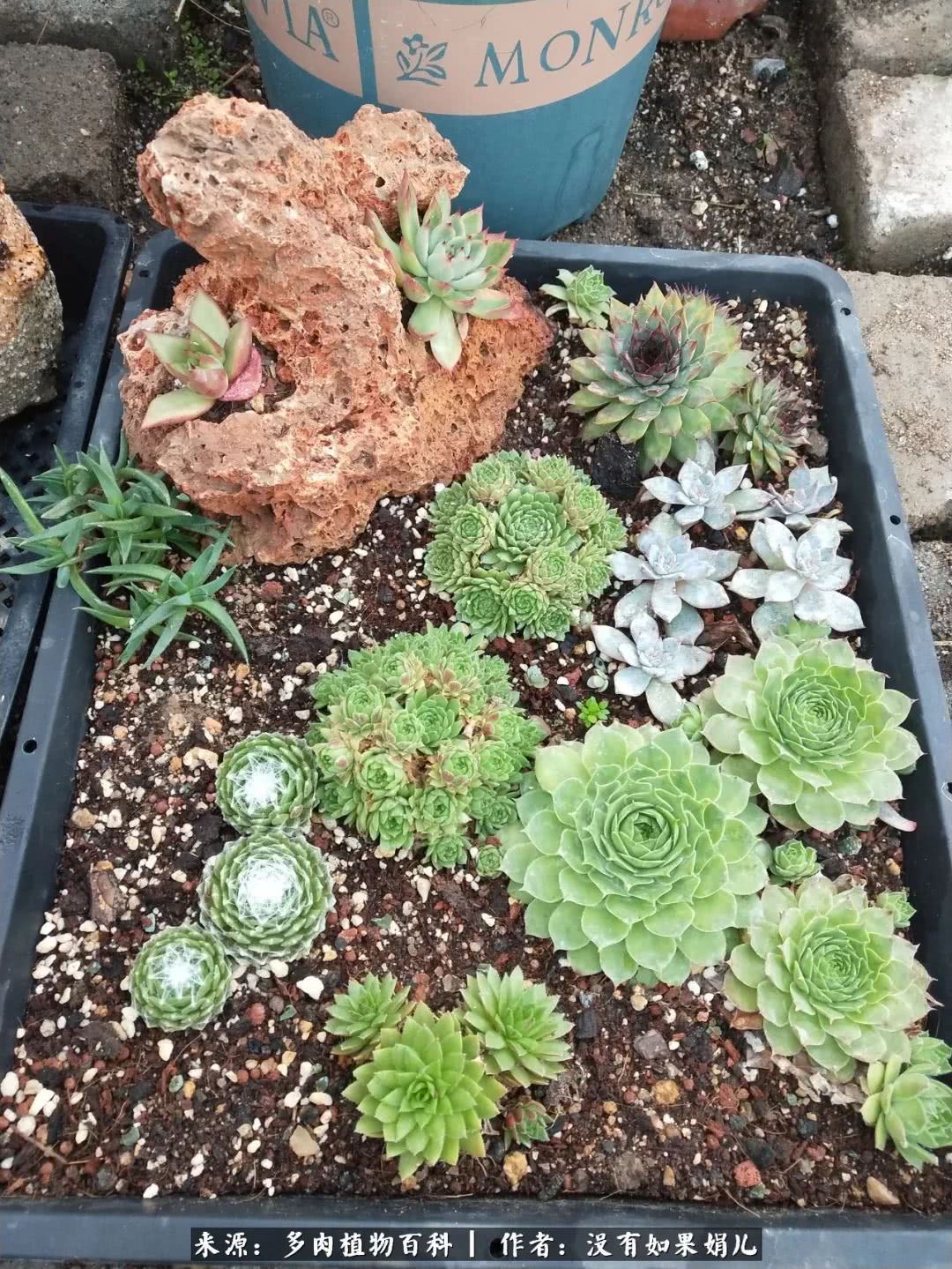 明人不说暗话，我为多肉而来！