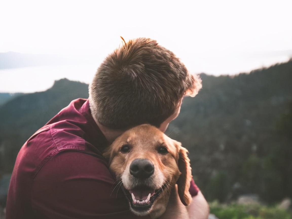 新手养狗需要的必备用品,养狗一定要买的日常东西有哪些