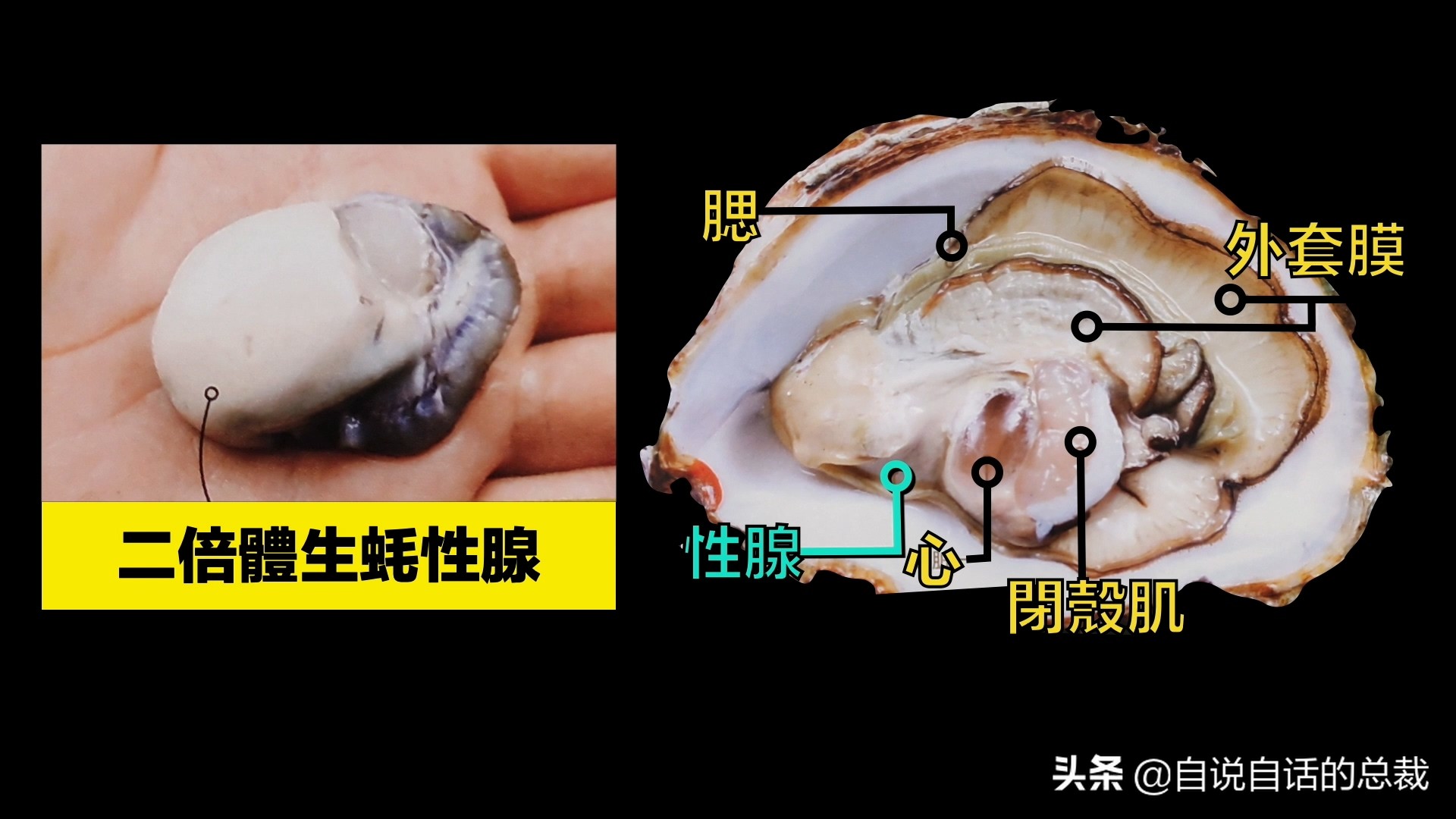 海鲜蛤蜊与蛤蜊区分,蛏子与小人蚬的区别