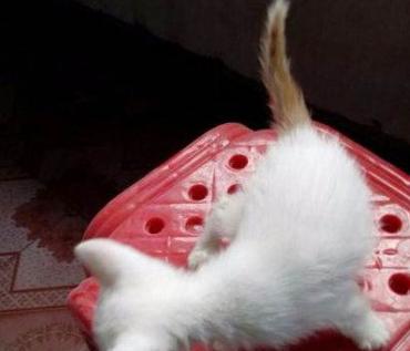 来看看你家猫在古代叫什么名字,古代猫咪花色名称大全