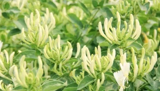 适合穷人没本钱的创业种植项目,冷门农村种植创业项目行业利润