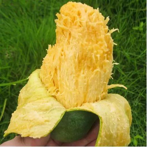 桂七香芒乃芒果之首,桂七香芒和凯特芒果哪个好吃