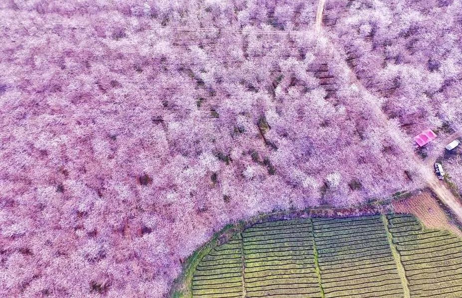 全球最大的樱花基地,全球最大樱花基地赏花时节已至