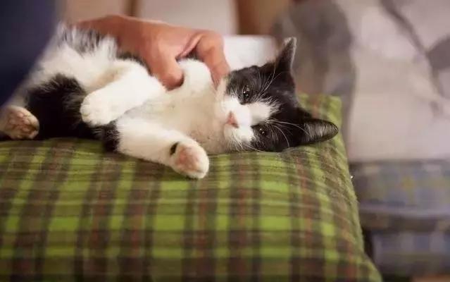 为什么说养猫对孩子有益,为什么有的人养猫养鸟容易养的好