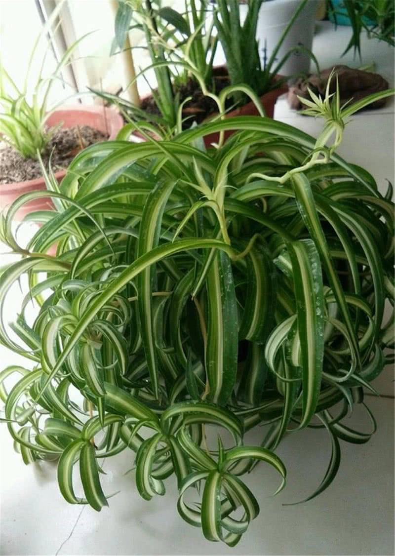 吊兰黄叶干尖怎么回事,吊兰干尖黄叶怎么办