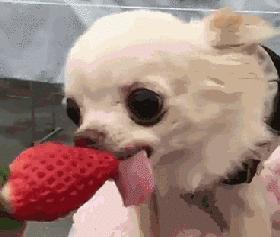 怎么才算纯种泰迪狗呢图片,纯种狗和非纯种狗的区别哪个好