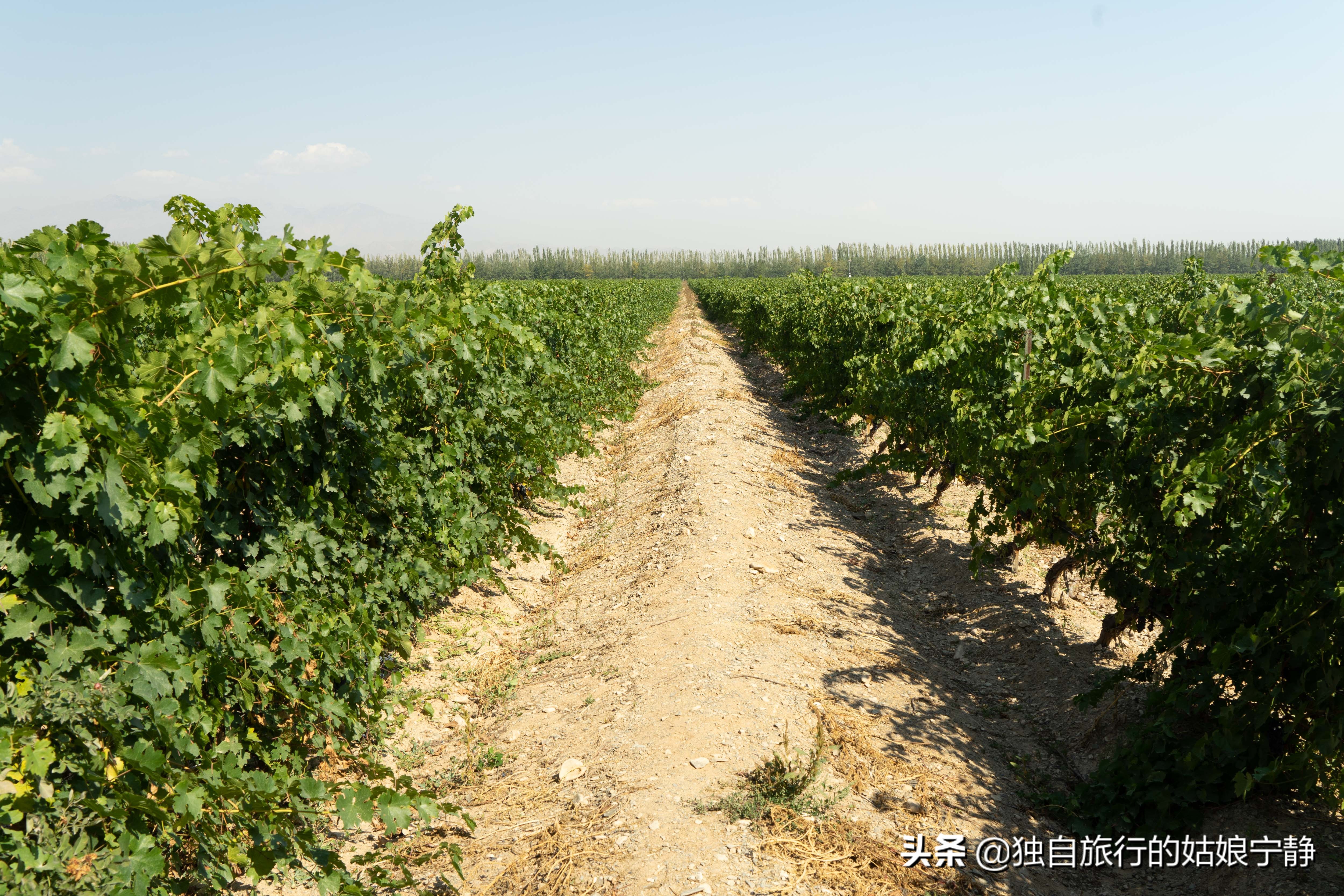 宁夏贺兰山东麓葡萄酒酒庄排名,宁夏十大顶级葡萄酒