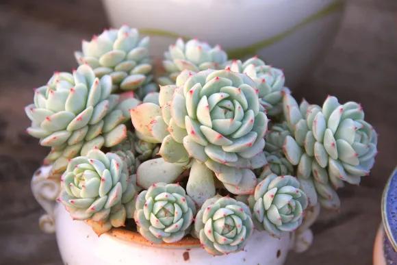 容易掉色的多肉,夏天怎样预防多肉腐黑