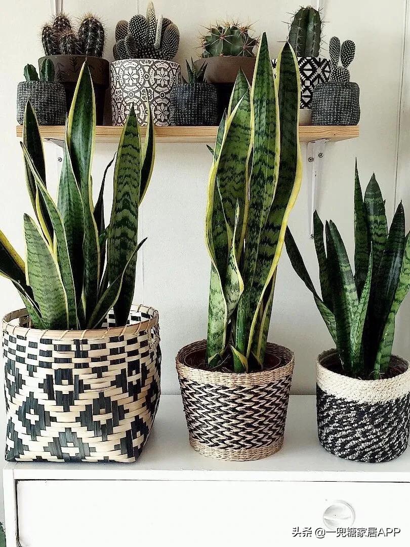 手残党绿植大全,给大家推荐几款超好养的绿植