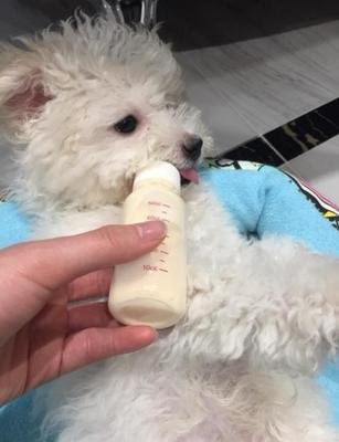 比熊犬胃口不好怎么治,比熊胃口突然变差了怎么办