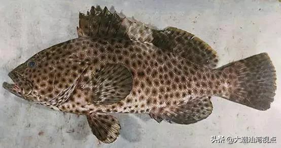 作为潮汕人，这89种海鲜你都能对上号吗