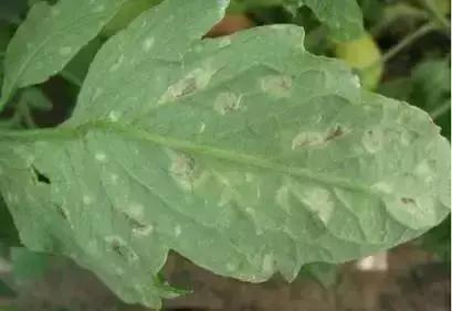 冬春大棚番茄病害怎么防治,番茄早春茬病虫害