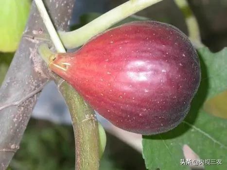 中医药专家讲解无花果功效和作用,无花果的秘密