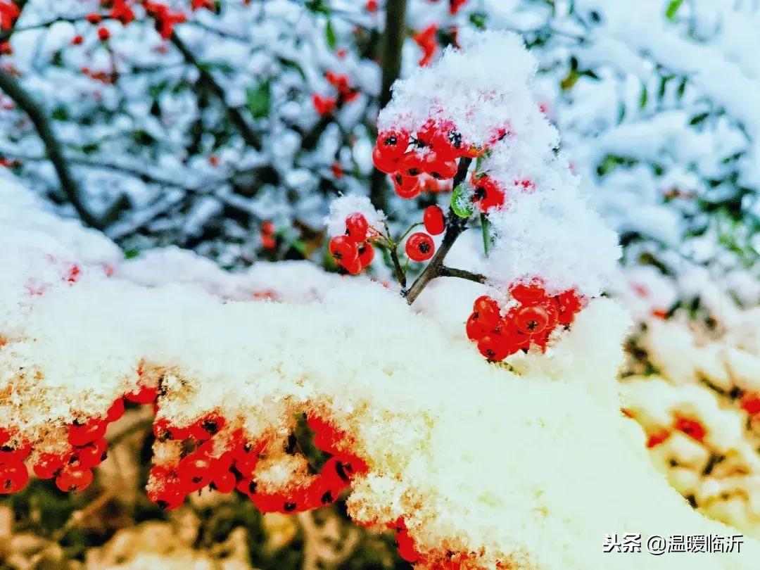 雪后的临沭小城，美得令人窒息