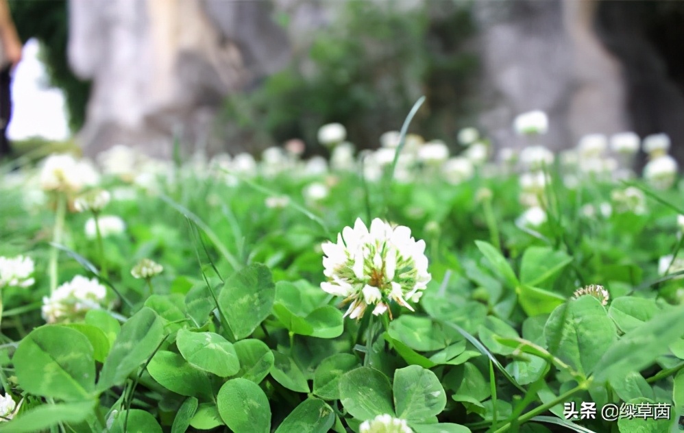 白三叶和红三叶草的区别,白三叶草坪种子